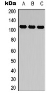 CD49d Antibody