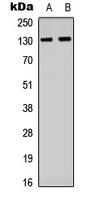 CD61 (Phospho-Y773) Antibody