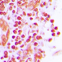 Anti-JUNB Antibody