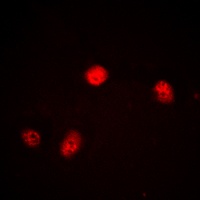 Anti-JUNB Antibody