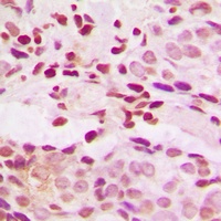 JUNB (phospho-S259) antibody