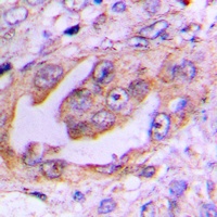 Anti-EG5 (Phospho-T926) Antibody
