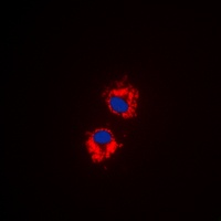 EG5 (phospho-T926) antibody