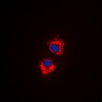 Anti-EG5 (Phospho-T926) Antibody