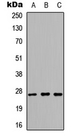 Kallikrein 6 Antibody