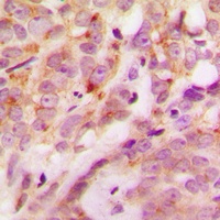 Anti-Laminin alpha 4 Antibody