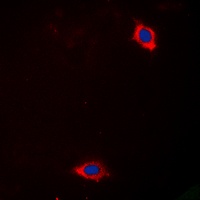 Anti-Laminin alpha 4 Antibody