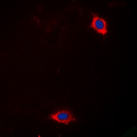 Laminin alpha 4 antibody