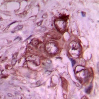 Anti-Laminin beta 1 Antibody