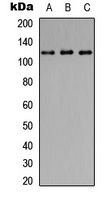 CD107a Rabbit Polyclonal Antibody