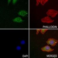 LIF antibody