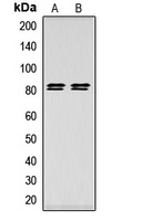HSL (Phospho-S552) Antibody