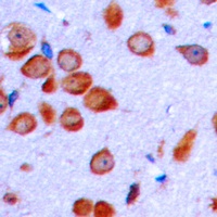 Anti-LT beta Antibody