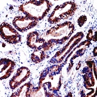 CD229 Antibody