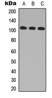 MLK2 Antibody