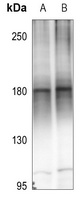 MEKK4 Antibody