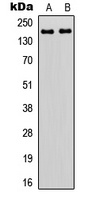 ZNF608 Antibody