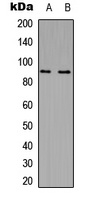 MARK2 Antibody