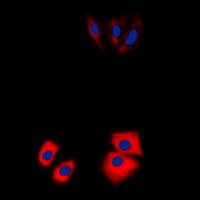 MARK2 Antibody