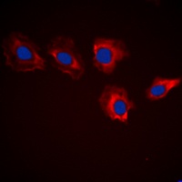 MARK3 antibody