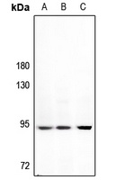 GW Antibody