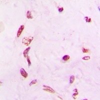 GW Antibody