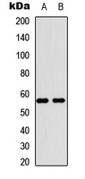 MBTPS2 Antibody