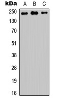 TRAP230 Rabbit Polyclonal Antibody