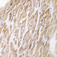 MIA1 Antibody