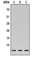 C35 Antibody