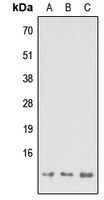 MP68 Antibody