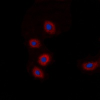 BRP44L antibody