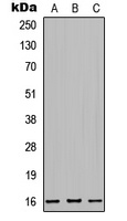 MRPL42 Antibody
