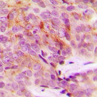 Anti-MRPS18A Antibody