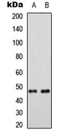 MRPS5 Antibody
