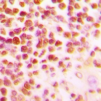 Anti-c-Myb Antibody