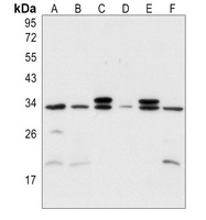 MYF5 Antibody