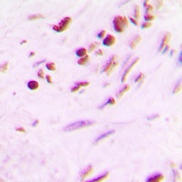 MYF5 antibody