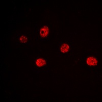 MYF5 antibody
