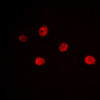 Anti-MYF5 Antibody
