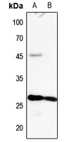 MYL3 Antibody