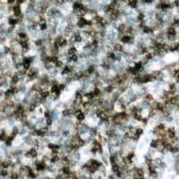p47 phox (Phospho-S328) Antibody