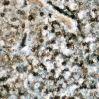 Anti-p47 phox (Phospho-S359) Antibody