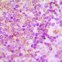 Anti-p40 phox Antibody