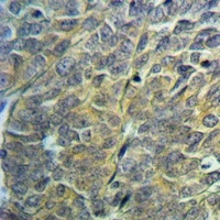 NDUFA1 antibody