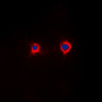 Anti-NFAT4 (Phospho-S165) Antibody