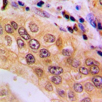 Anti-NFAT3 (Phospho-S676) Antibody
