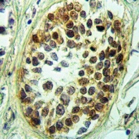 Anti-NFIL3 Antibody
