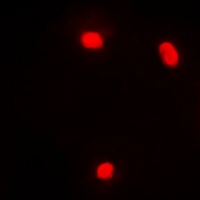 Anti-NFIL3 Antibody