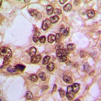 Anti-NF-kappaB p105/p50 (Phospho-S337) Antibody
